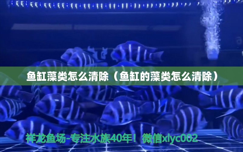 魚缸藻類怎么清除（魚缸的藻類怎么清除）