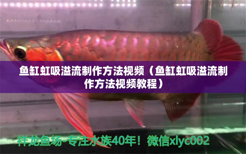 魚缸虹吸溢流制作方法視頻（魚缸虹吸溢流制作方法視頻教程）