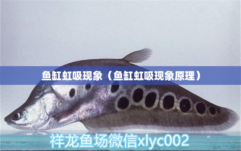 魚缸虹吸現(xiàn)象（魚缸虹吸現(xiàn)象原理） 祥龍水族醫(yī)院