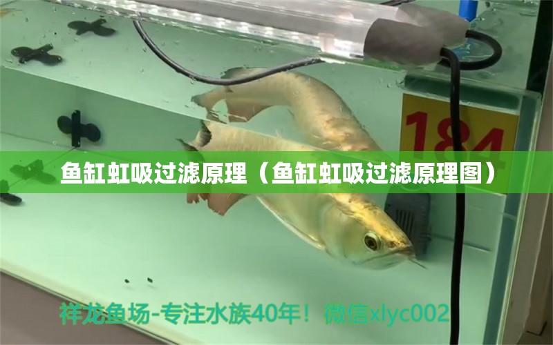 魚缸虹吸過濾原理（魚缸虹吸過濾原理圖）