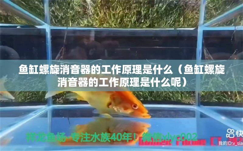 魚(yú)缸螺旋消音器的工作原理是什么（魚(yú)缸螺旋消音器的工作原理是什么呢）