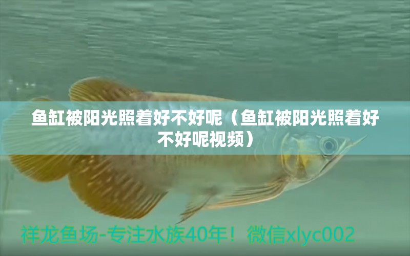 魚缸被陽光照著好不好呢（魚缸被陽光照著好不好呢視頻） 翡翠鳳凰魚