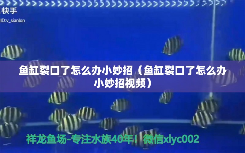 魚缸裂口了怎么辦小妙招（魚缸裂口了怎么辦小妙招視頻）