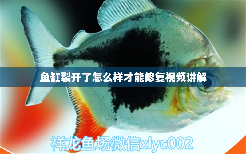 魚缸裂開了怎么樣才能修復(fù)視頻講解 祥龍魚場