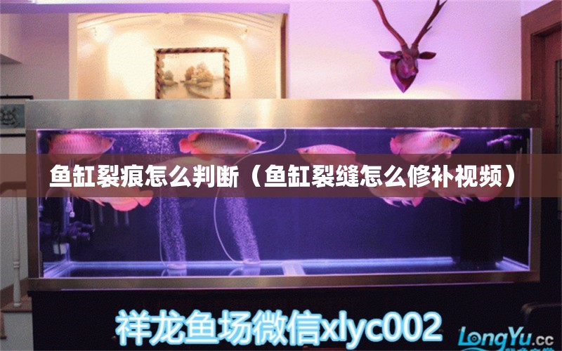 魚缸裂痕怎么判斷（魚缸裂縫怎么修補(bǔ)視頻） 觀賞魚市場（混養(yǎng)魚）