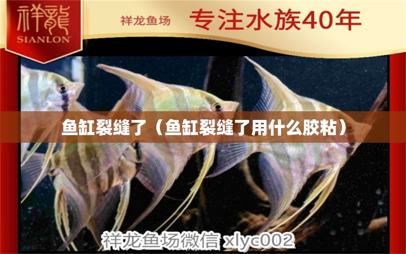 魚缸裂縫了（魚缸裂縫了用什么膠粘） 量子養(yǎng)魚技術(shù)