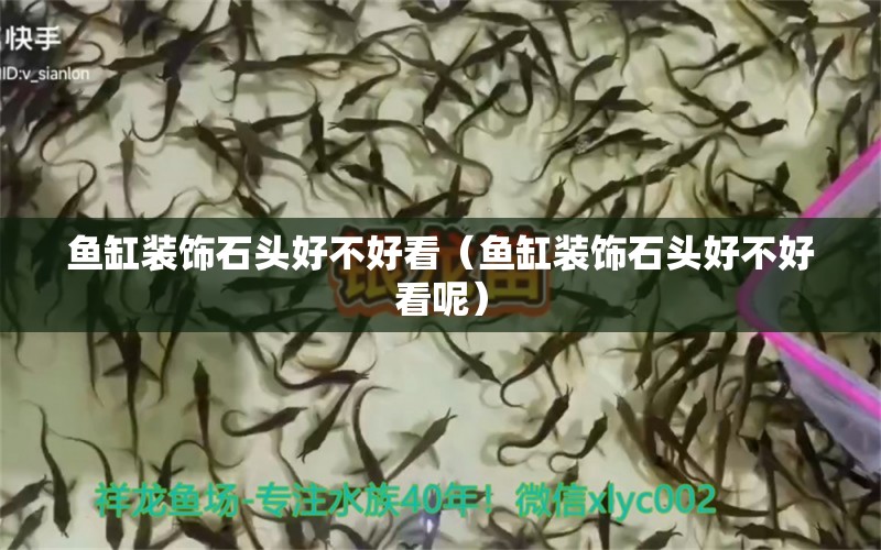 魚缸裝飾石頭好不好看（魚缸裝飾石頭好不好看呢） 白化火箭魚