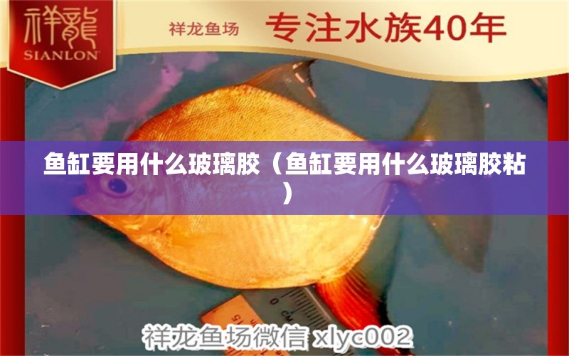 魚缸要用什么玻璃膠（魚缸要用什么玻璃膠粘） 祥龍水族醫(yī)院