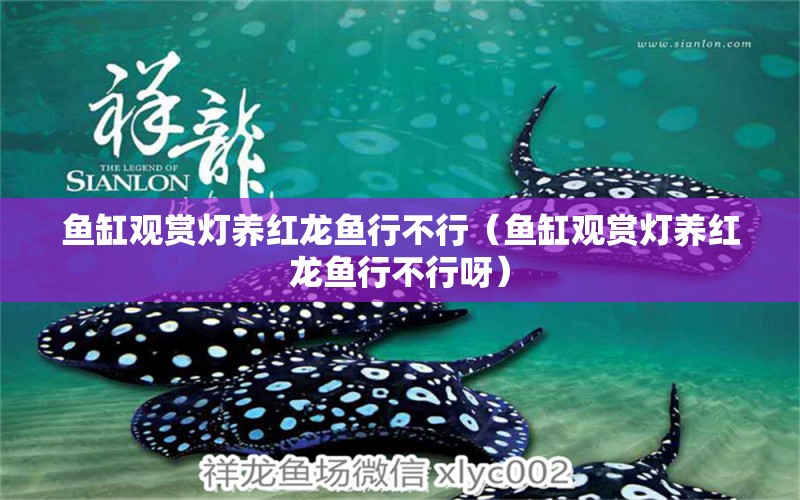 魚(yú)缸觀賞燈養(yǎng)紅龍魚(yú)行不行（魚(yú)缸觀賞燈養(yǎng)紅龍魚(yú)行不行呀） 祥龍水族醫(yī)院