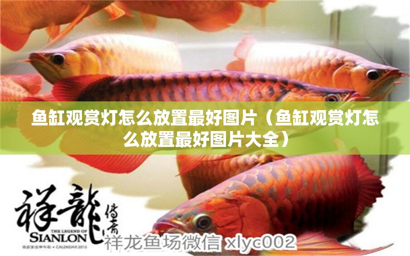 魚(yú)缸觀賞燈怎么放置最好圖片（魚(yú)缸觀賞燈怎么放置最好圖片大全）