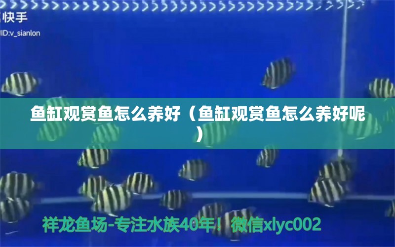 魚(yú)缸觀賞魚(yú)怎么養(yǎng)好（魚(yú)缸觀賞魚(yú)怎么養(yǎng)好呢） 藍(lán)底過(guò)背金龍魚(yú)