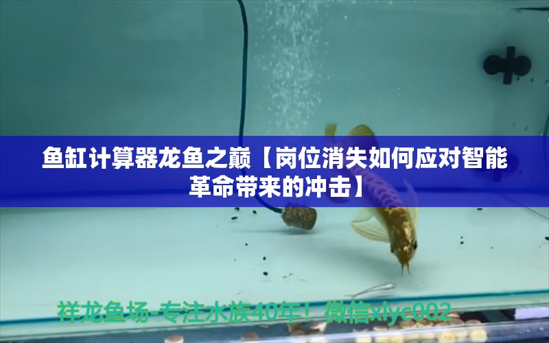 魚缸計算器龍魚之巔【崗位消失如何應(yīng)對智能革命帶來的沖擊】