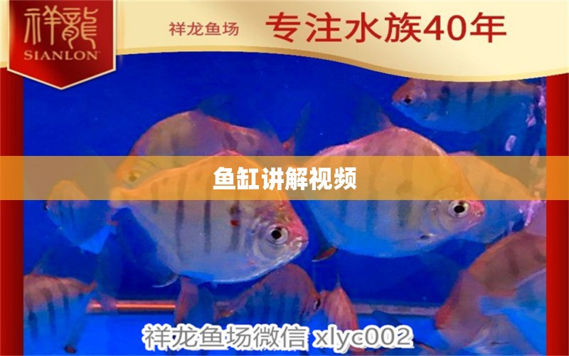 魚缸講解視頻 祥龍魚場