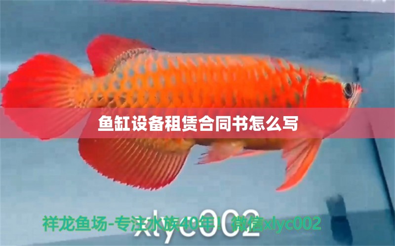 魚缸設備租賃合同書怎么寫 皇冠黑白魟魚