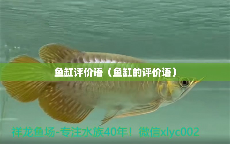 魚缸評(píng)價(jià)語（魚缸的評(píng)價(jià)語） B級(jí)過背金龍魚