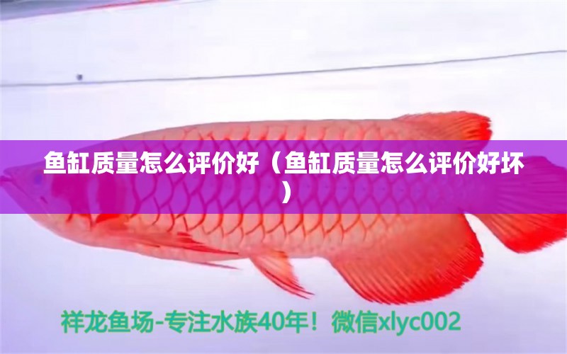 魚缸質(zhì)量怎么評價好（魚缸質(zhì)量怎么評價好壞） 武吉美拉金龍魚