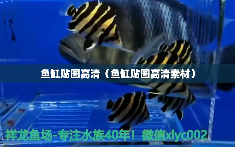 魚缸貼圖高清（魚缸貼圖高清素材） 廣州觀賞魚批發(fā)市場