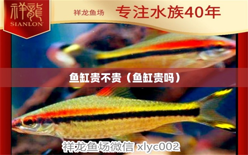 魚缸貴不貴（魚缸貴嗎）