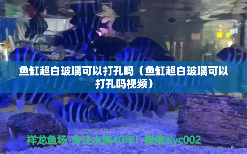 魚(yú)缸超白玻璃可以打孔嗎（魚(yú)缸超白玻璃可以打孔嗎視頻） 泰龐海蓮魚(yú)