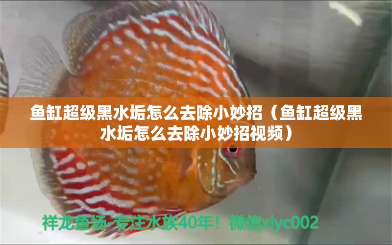 魚缸超級黑水垢怎么去除小妙招（魚缸超級黑水垢怎么去除小妙招視頻） 祥龍水族醫(yī)院