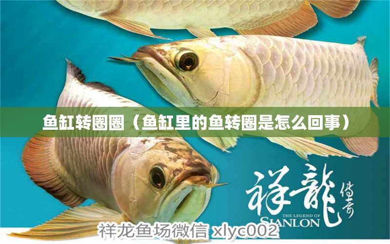 魚缸轉圈圈（魚缸里的魚轉圈是怎么回事） 其他品牌魚缸