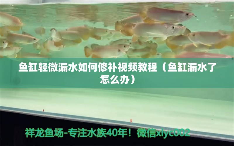 魚缸輕微漏水如何修補視頻教程（魚缸漏水了怎么辦） 翡翠鳳凰魚