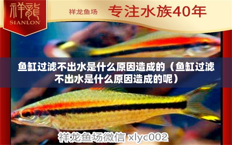 魚缸過濾不出水是什么原因造成的（魚缸過濾不出水是什么原因造成的呢）