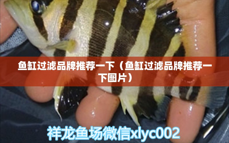 魚缸過濾品牌推薦一下（魚缸過濾品牌推薦一下圖片）