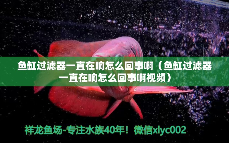 魚缸過濾器一直在響怎么回事啊（魚缸過濾器一直在響怎么回事啊視頻）