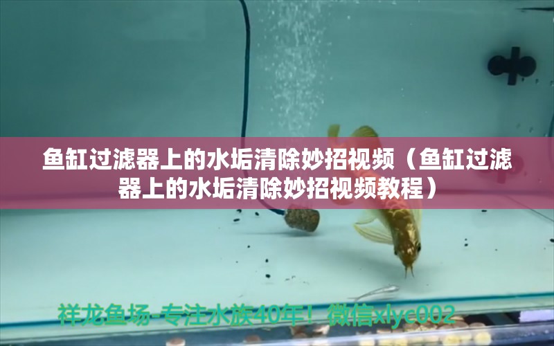 魚缸過濾器上的水垢清除妙招視頻（魚缸過濾器上的水垢清除妙招視頻教程） 速倍妥魚糧魚藥