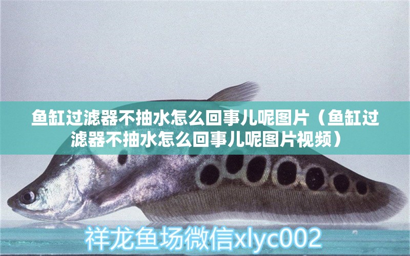 魚缸過濾器不抽水怎么回事兒呢圖片（魚缸過濾器不抽水怎么回事兒呢圖片視頻） 赤焰中國虎魚