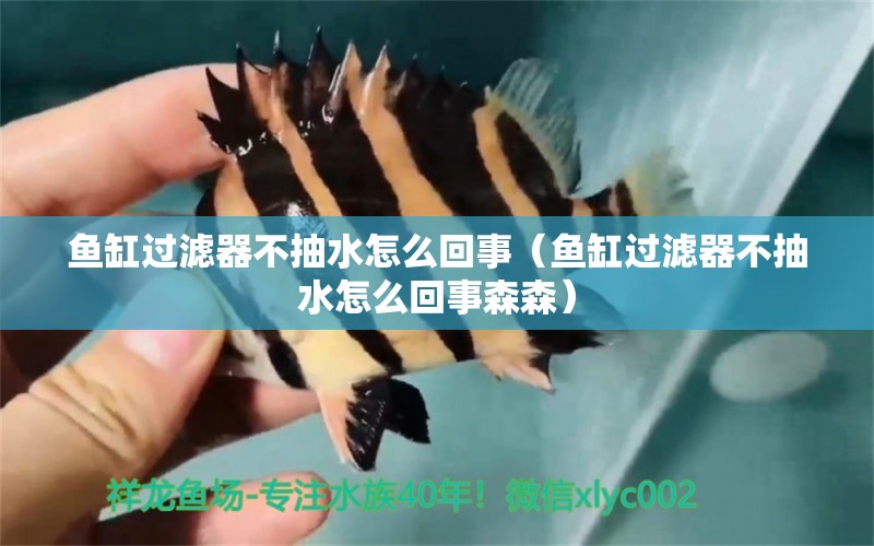 魚缸過濾器不抽水怎么回事（魚缸過濾器不抽水怎么回事森森）