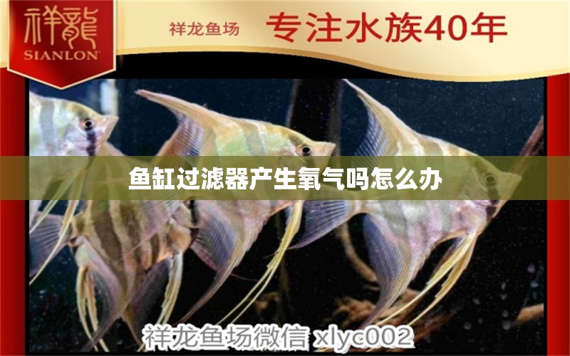 魚(yú)缸過(guò)濾器產(chǎn)生氧氣嗎怎么辦 祥龍魚(yú)場(chǎng)