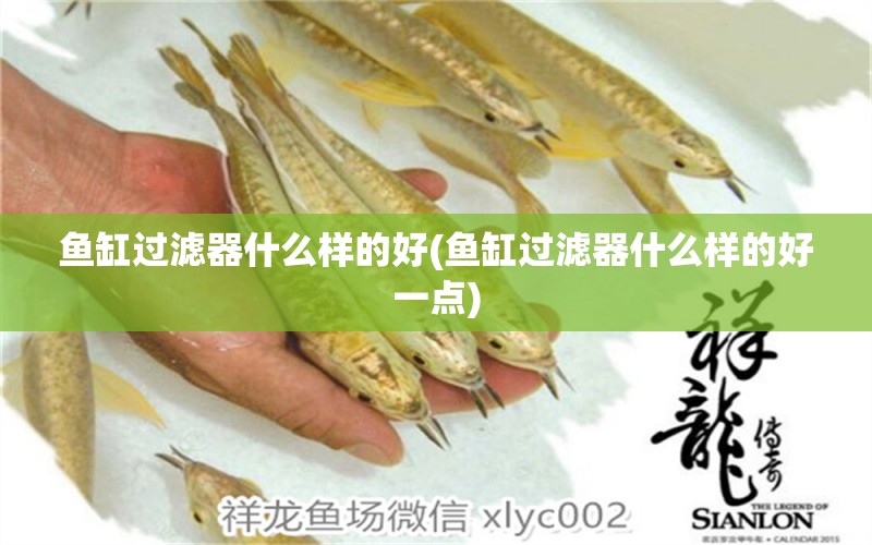 魚缸過濾器什么樣的好(魚缸過濾器什么樣的好一點(diǎn)) 黃金斑馬魚