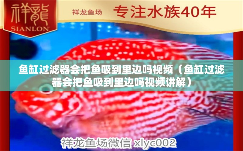 魚缸過濾器會把魚吸到里邊嗎視頻（魚缸過濾器會把魚吸到里邊嗎視頻講解） 觀賞魚市場（混養(yǎng)魚）