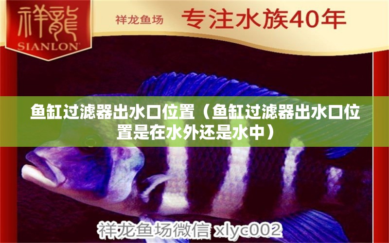 魚缸過濾器出水口位置（魚缸過濾器出水口位置是在水外還是水中） 豬鼻龜