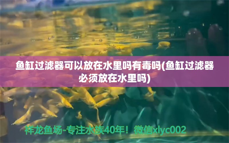 魚缸過濾器可以放在水里嗎有毒嗎(魚缸過濾器必須放在水里嗎) 夢(mèng)幻雷龍魚