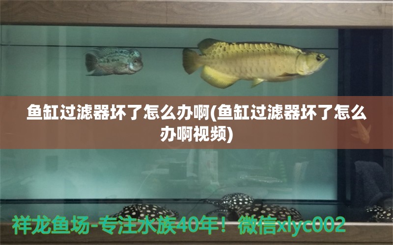 魚缸過濾器壞了怎么辦啊(魚缸過濾器壞了怎么辦啊視頻) 紅白錦鯉魚 第1張