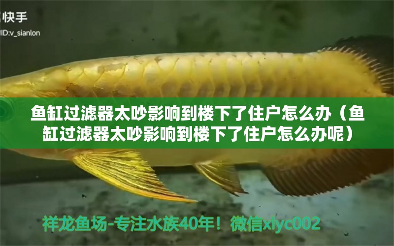 魚缸過濾器太吵影響到樓下了住戶怎么辦（魚缸過濾器太吵影響到樓下了住戶怎么辦呢） 觀賞魚市場（混養(yǎng)魚）