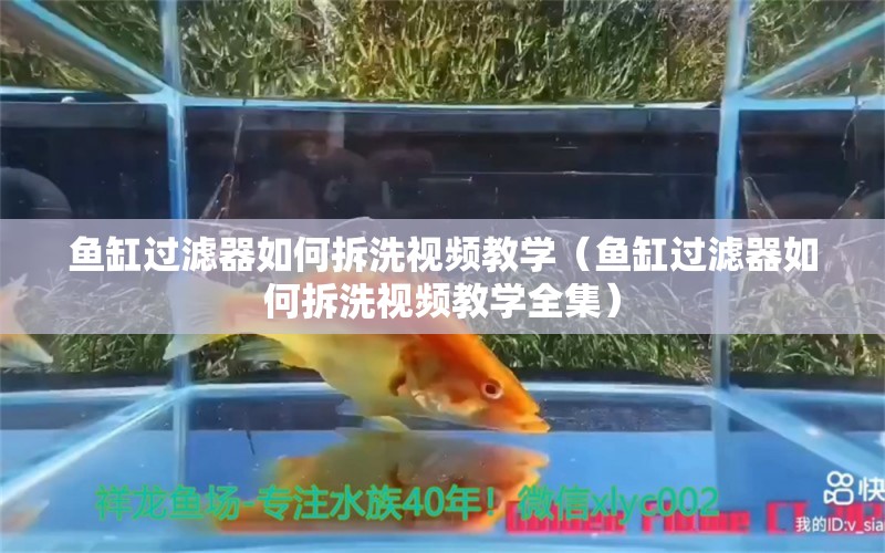 魚缸過濾器如何拆洗視頻教學（魚缸過濾器如何拆洗視頻教學全集）