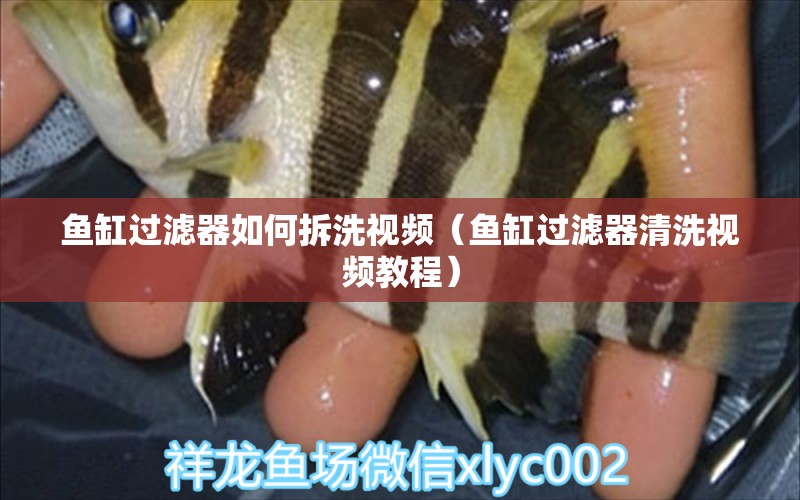 魚缸過濾器如何拆洗視頻（魚缸過濾器清洗視頻教程） 黃金夢幻雷龍魚