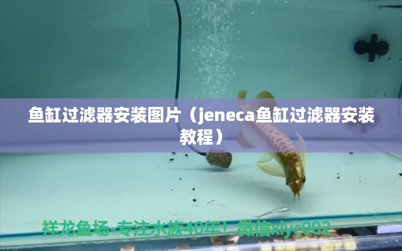 魚缸過濾器安裝圖片（jeneca魚缸過濾器安裝教程）