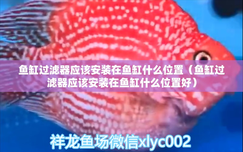 魚缸過濾器應(yīng)該安裝在魚缸什么位置（魚缸過濾器應(yīng)該安裝在魚缸什么位置好）