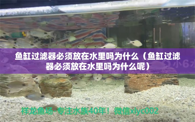 魚缸過濾器必須放在水里嗎為什么（魚缸過濾器必須放在水里嗎為什么呢） 金老虎魚