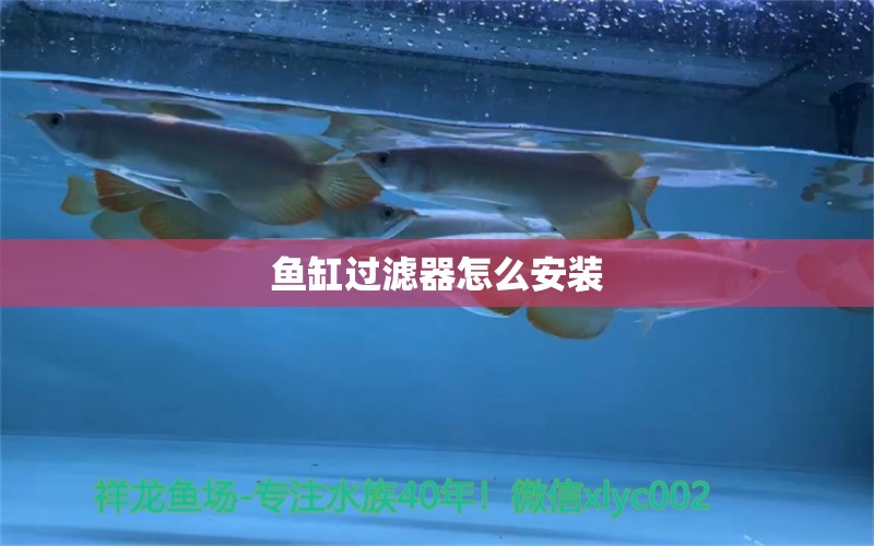 魚缸過濾器怎么安裝 養(yǎng)魚知識