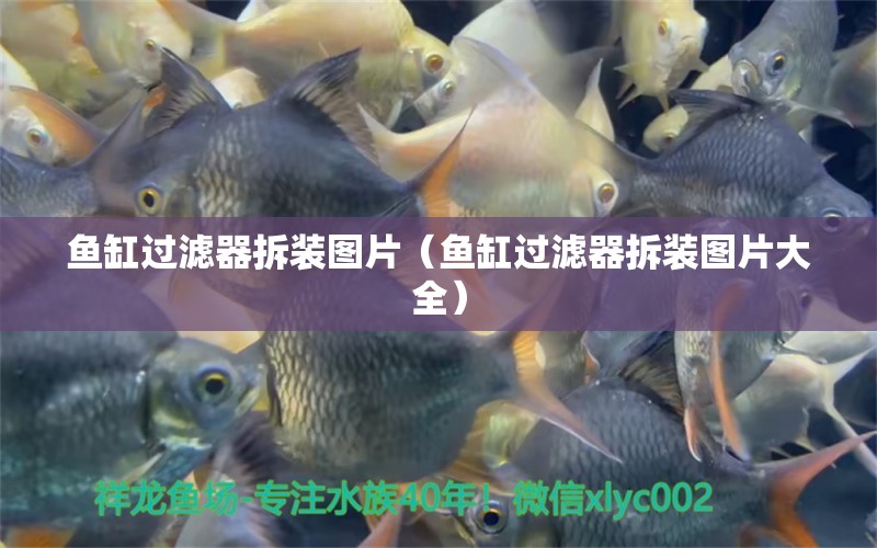 魚(yú)缸過(guò)濾器拆裝圖片（魚(yú)缸過(guò)濾器拆裝圖片大全）