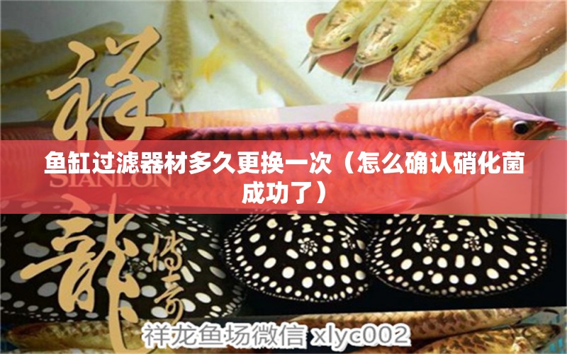 魚缸過(guò)濾器材多久更換一次（怎么確認(rèn)硝化菌成功了）