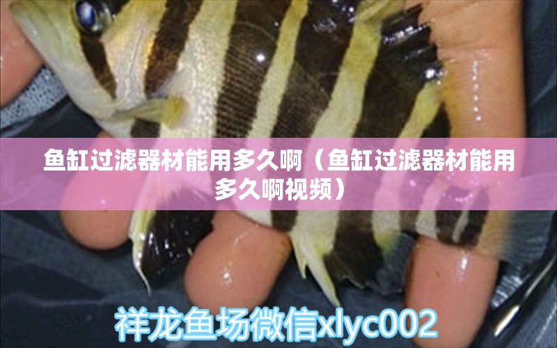 魚缸過濾器材能用多久?。~缸過濾器材能用多久啊視頻） 水族雜談