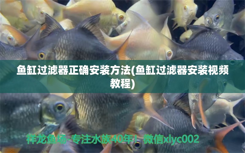 魚缸過濾器正確安裝方法(魚缸過濾器安裝視頻教程)