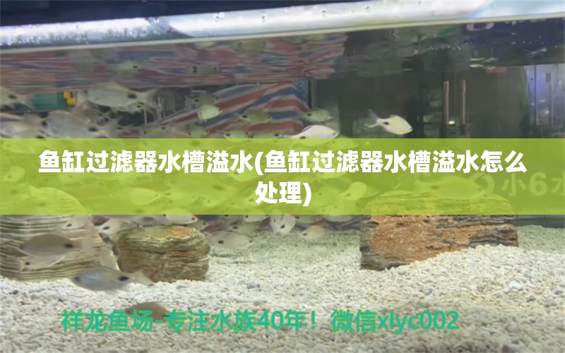 魚缸過濾器水槽溢水(魚缸過濾器水槽溢水怎么處理) 祥龍魚藥系列